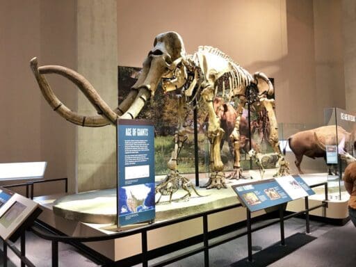 Perot Museum