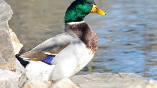 Drake Waterfowl