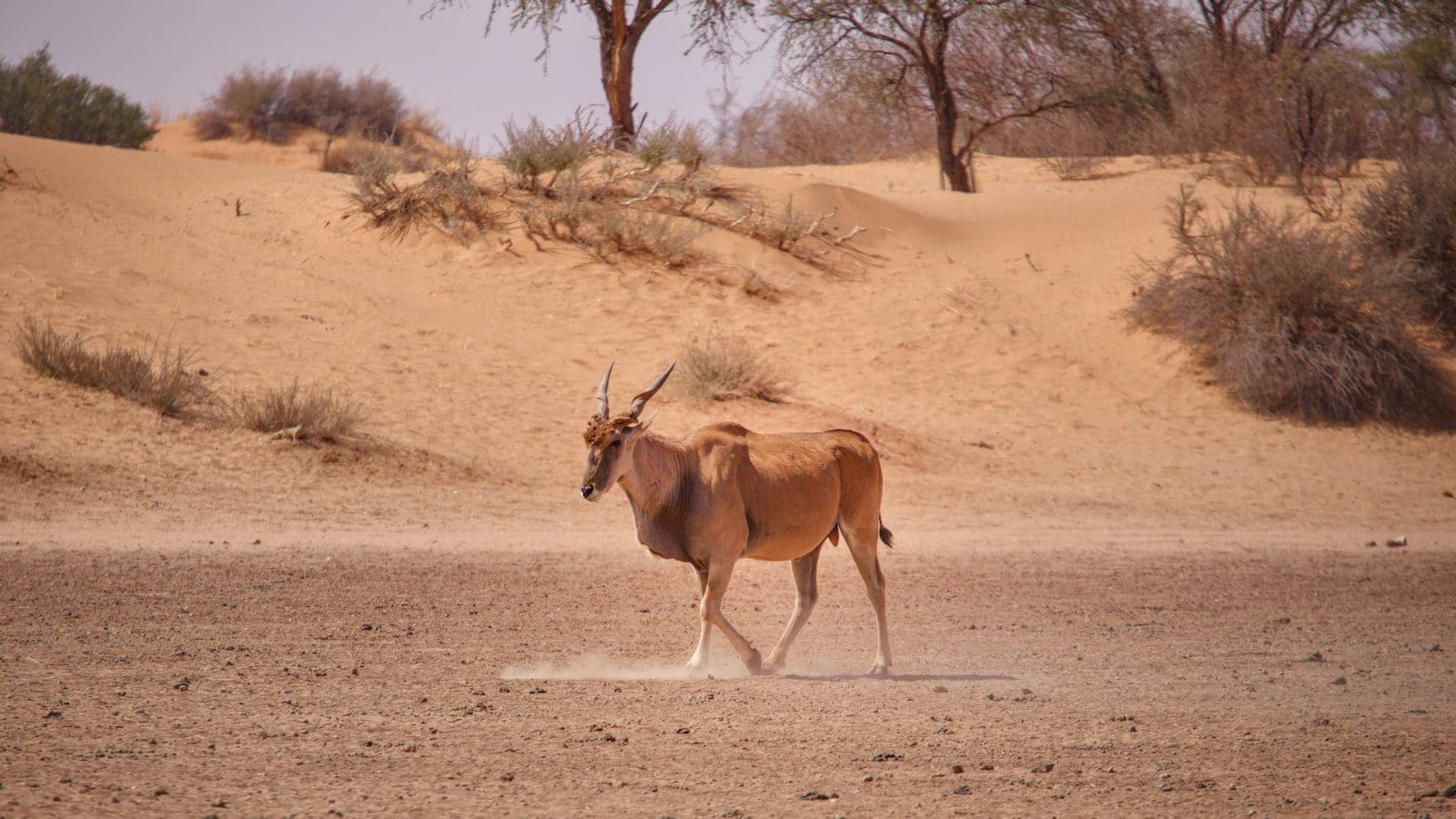 How To Get The Kalahari First Responder Discount