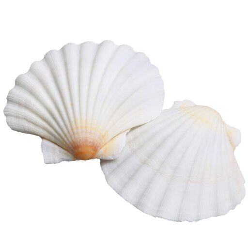 Shell