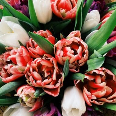 red and white tulips bouquet flowers