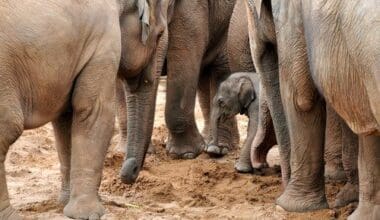 New Baby Elephant at Chester Zoo