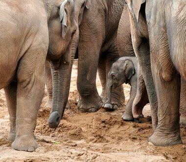 New Baby Elephant at Chester Zoo
