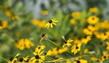 Ann Taylor Factory Store