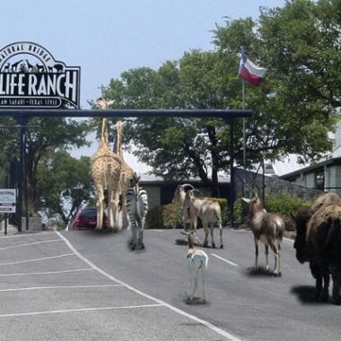 Natural Bridge Wildlife Ranch