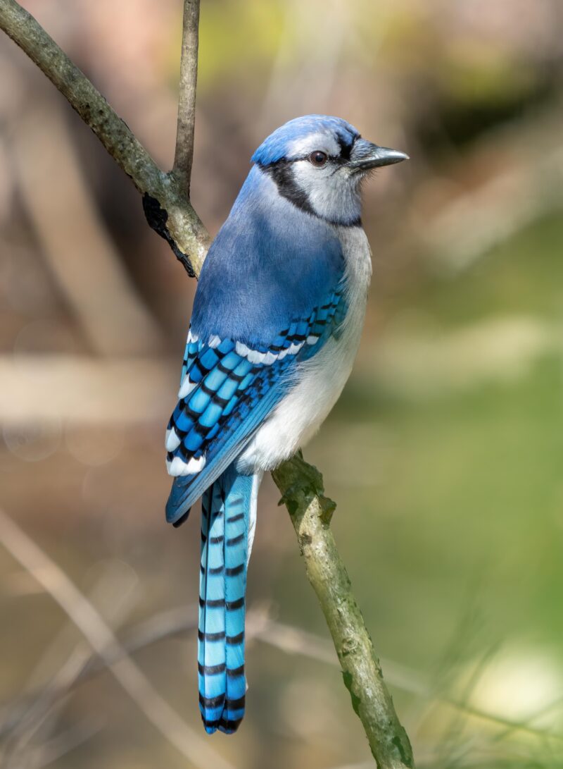 Blue Jays