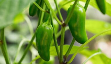 Jalapeno Tree