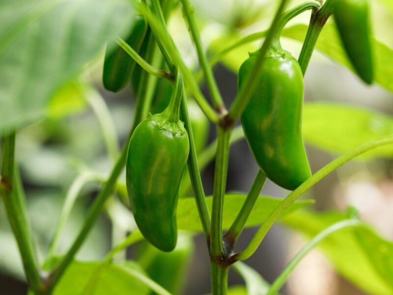 Jalapeno Tree