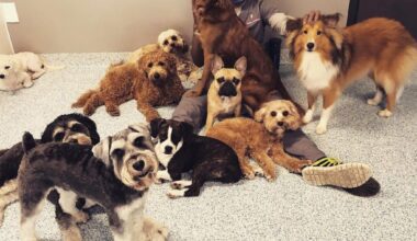 Doggy Daycare Austin