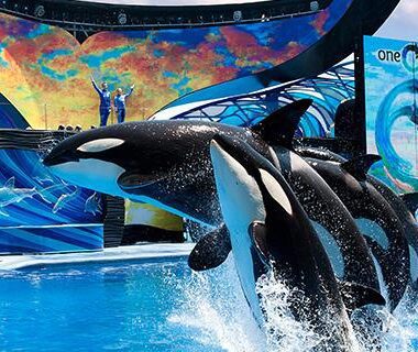 Seaworld San Antonio