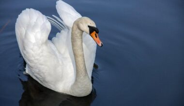 Swan And Dolphin Resort