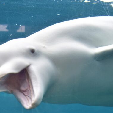 Mystic Aquarium