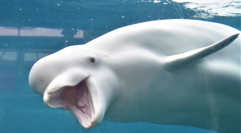 Mystic Aquarium