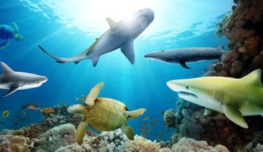 Sea Life Aquarium Grapevine