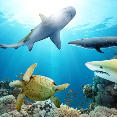 Sea Life Aquarium Grapevine