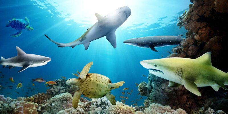 Sea Life Aquarium Grapevine