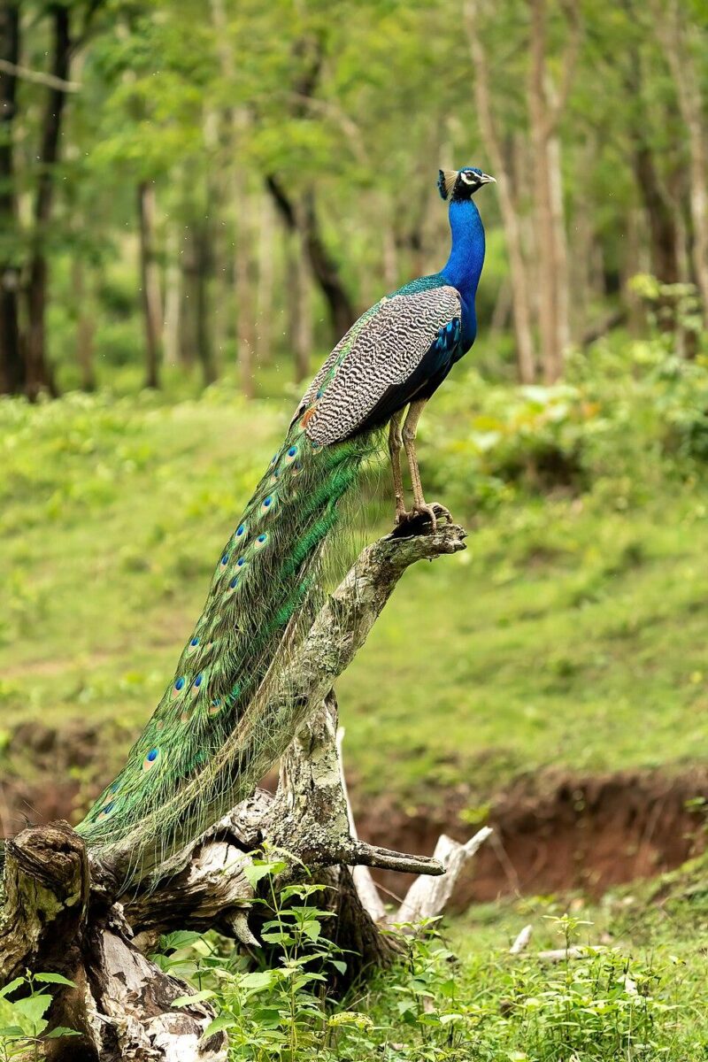 Peacock