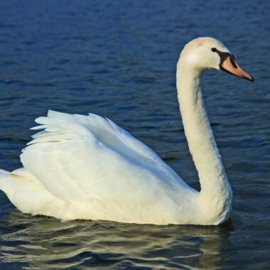 Swan And Dolphin Disney