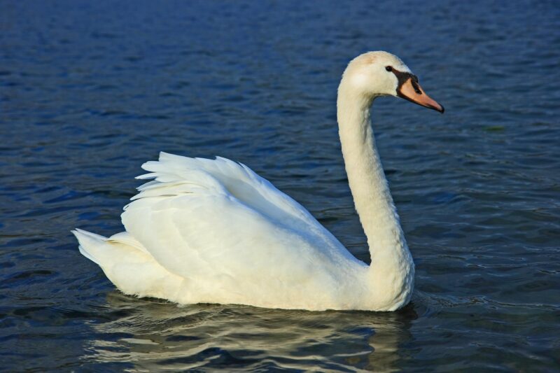 Swan And Dolphin Disney