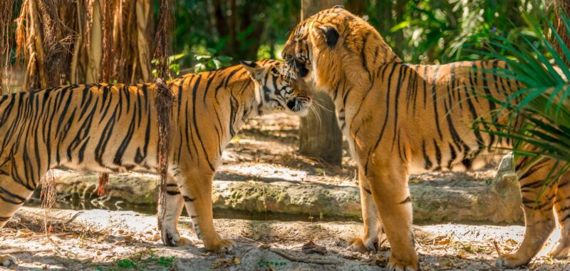 Palm Beach Zoo