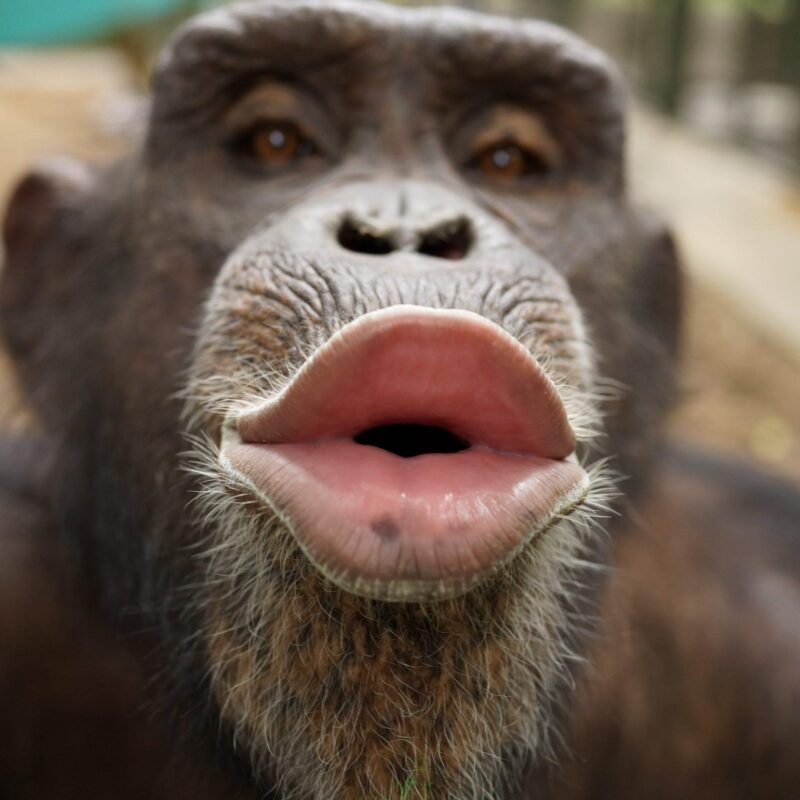 Go Ape