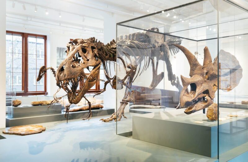 Museum Of Natural History