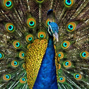 Peacock