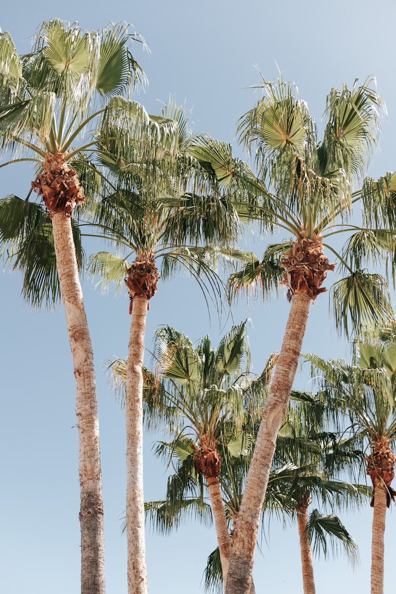 a group of palm trees in San Jose Del Cabo