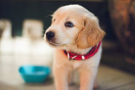 selective focus photography of pet brown puppy facing right side with supplies in background