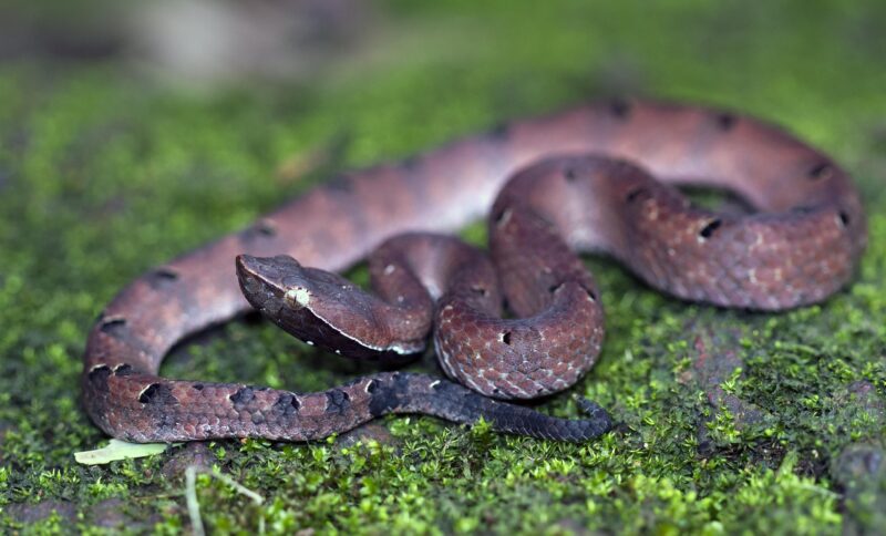 Pit Viper