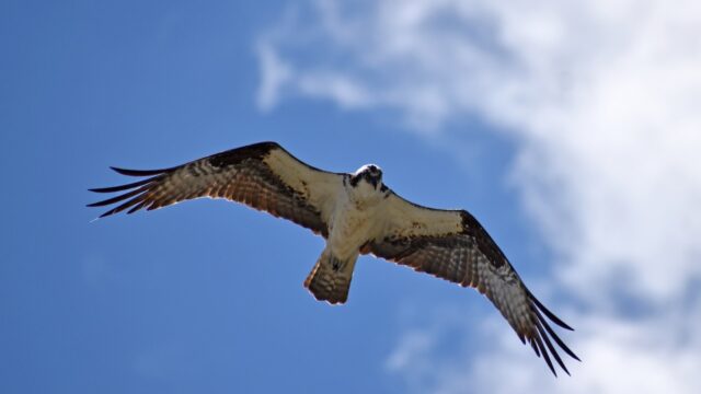 Osprey