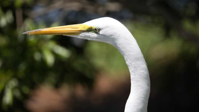 Gatorland