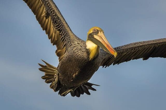 Pelican