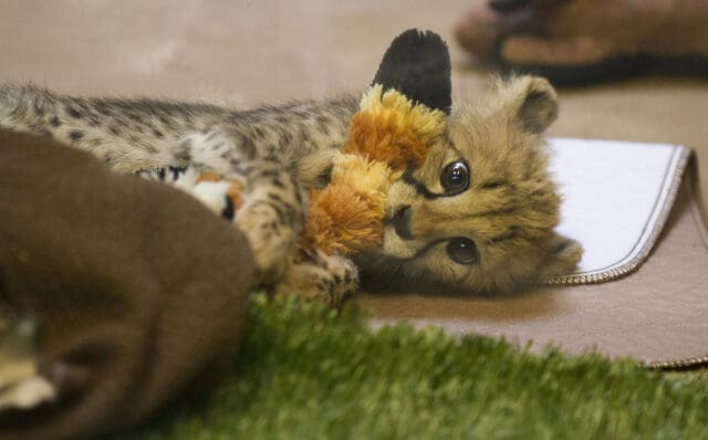 Baby Cheetah - San Diego Zoo Safari Park
