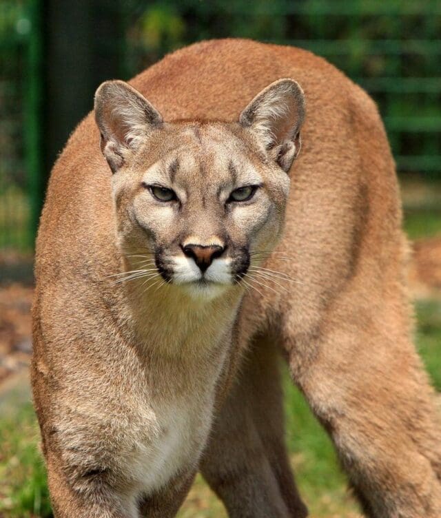 Puma